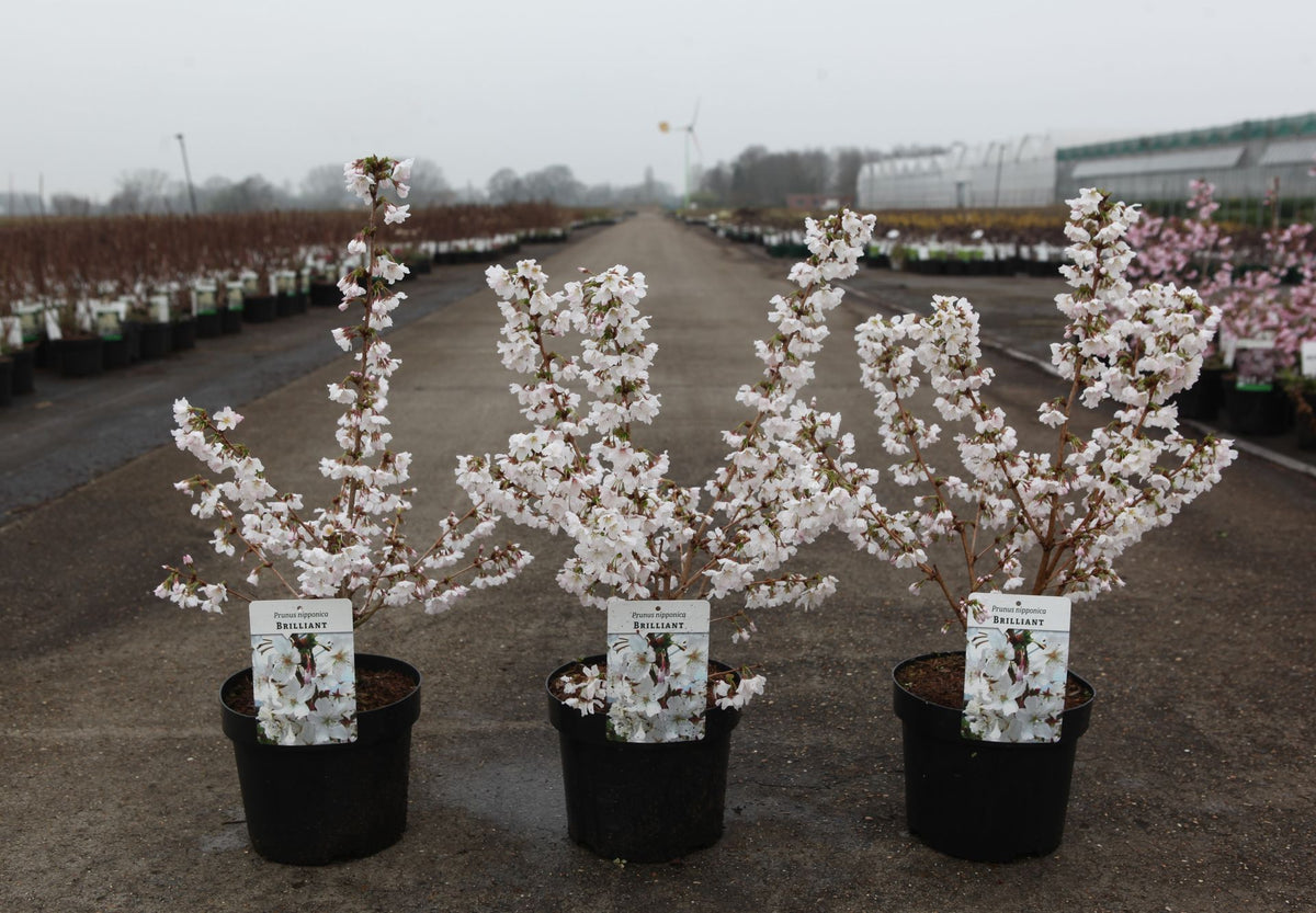 Prunus nipponica 'Brilliant'