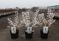 Prunus nipponica 'Brilliant'