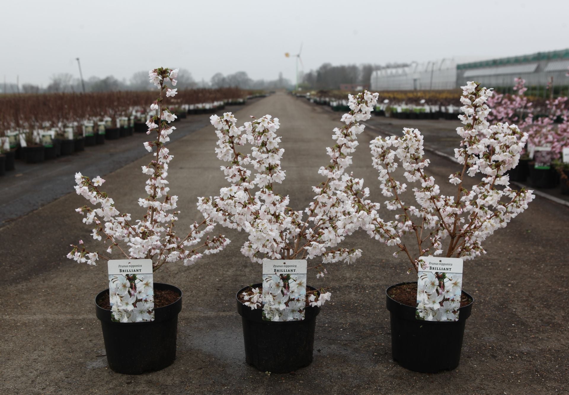 Prunus nipponica 'Brilliant'