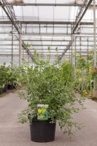 Coronilla valentina glauca