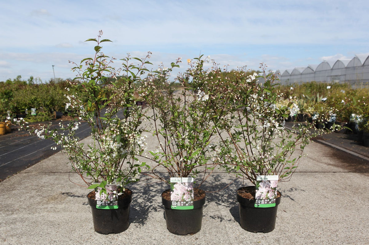 Deutzia purpurascens 'Kalmiiflora'