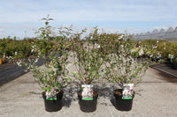 Deutzia purpurascens 'Kalmiiflora'