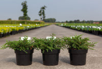 Juniperus communis 'Repanda'