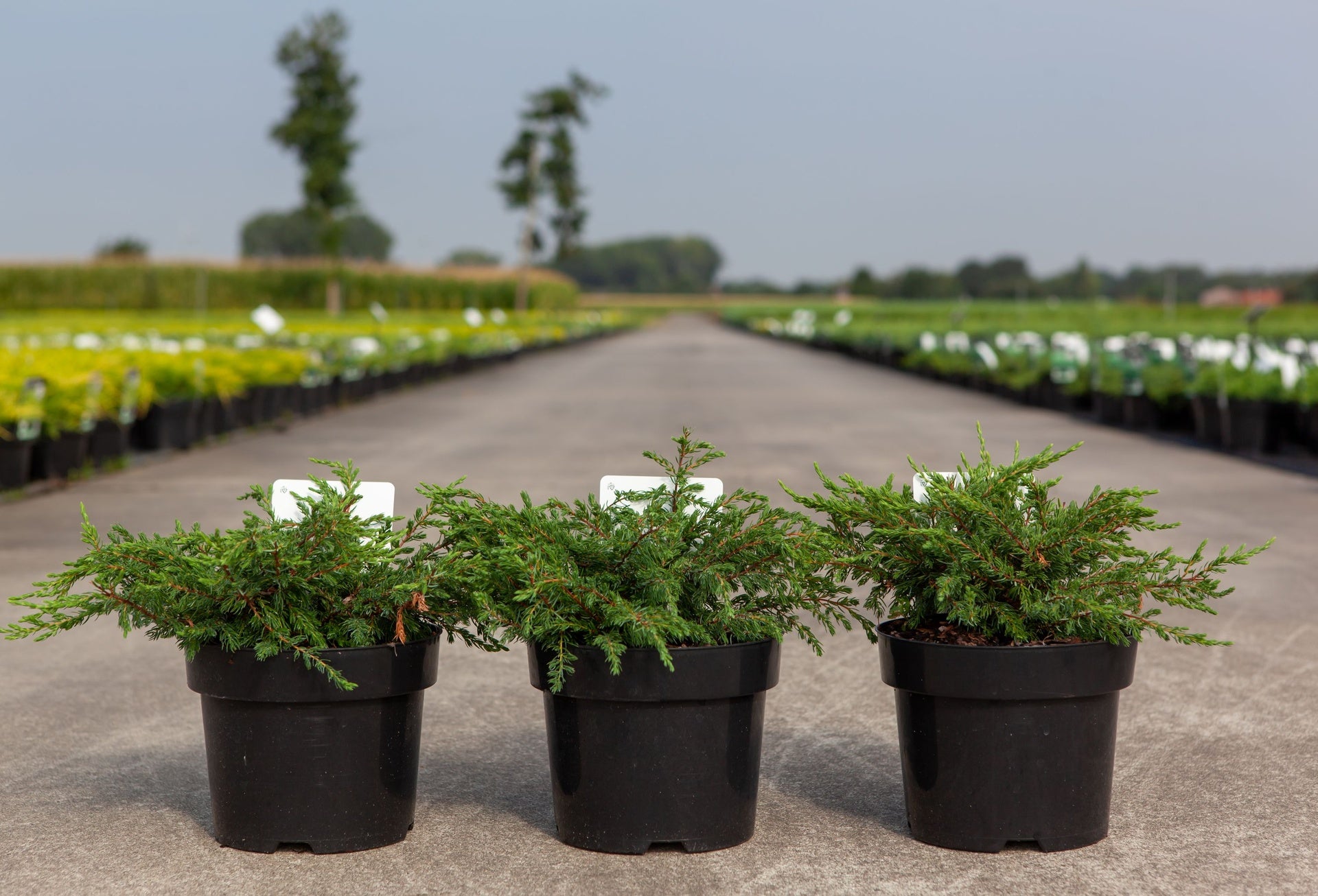 Juniperus communis 'Repanda'