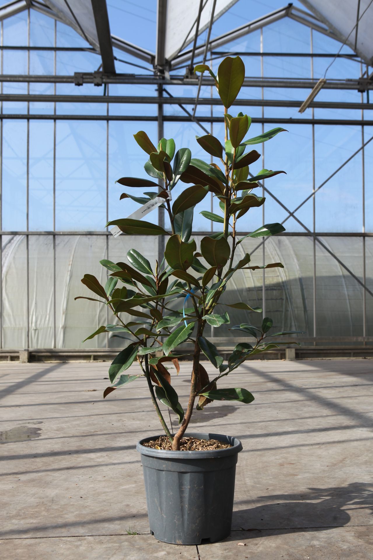 Magnolia grandiflora 'Goliath'