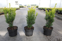 Taxus baccata 'Jalako Sunrise'