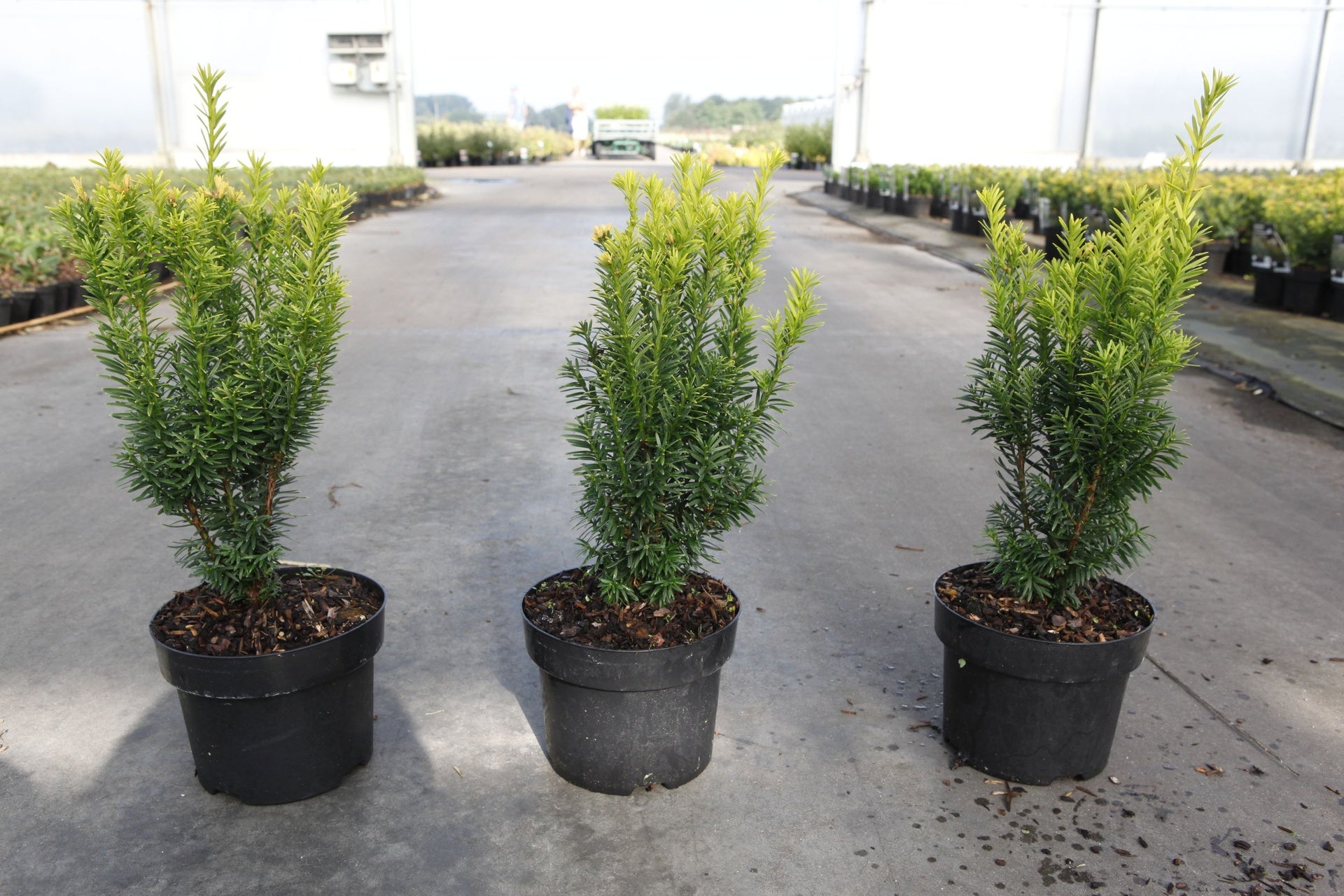 Taxus baccata 'Jalako Sunrise'