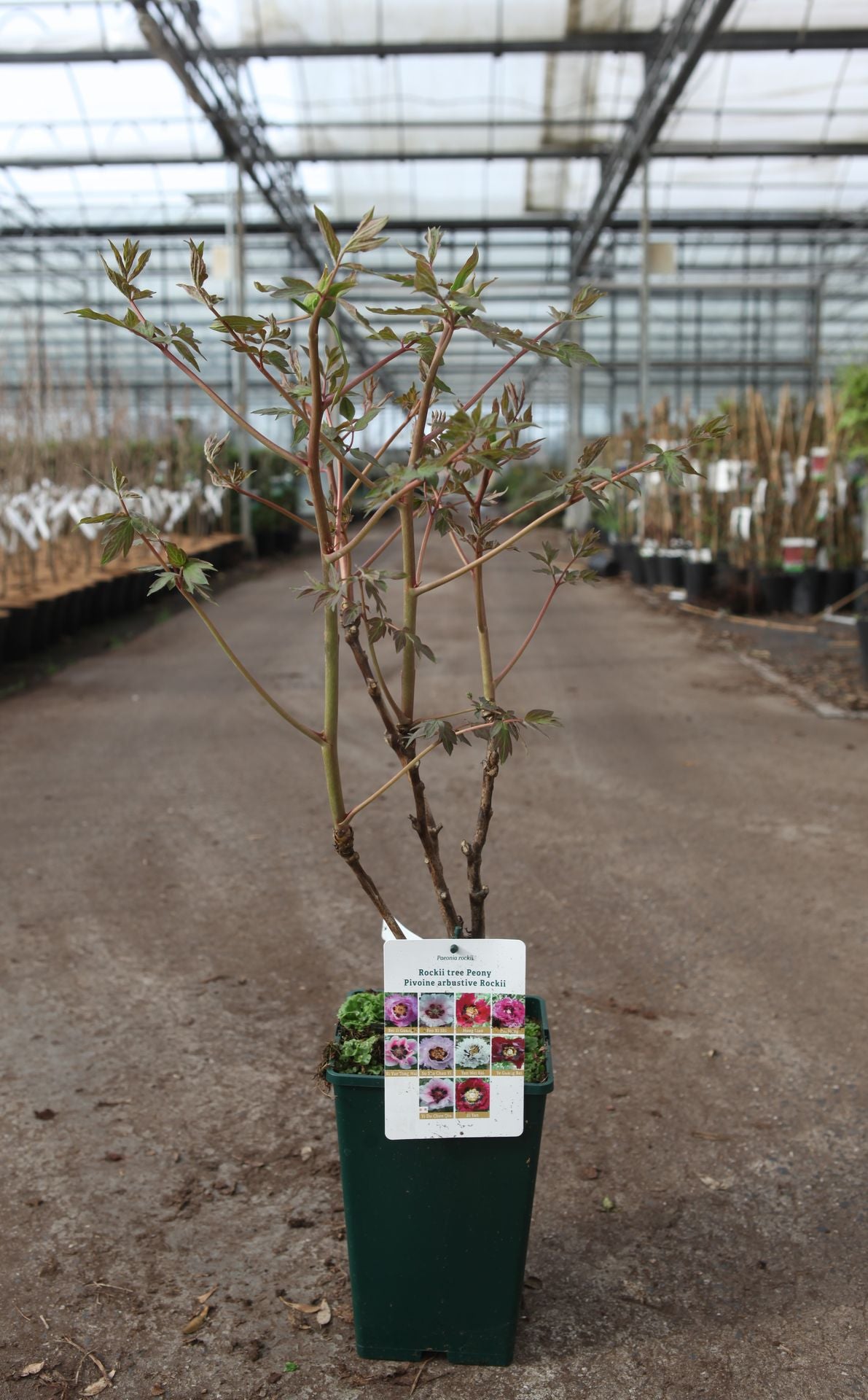 Paeonia rockii 'Su Sha Chan Yi'