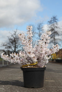 Prunus nipponica 'Brilliant'