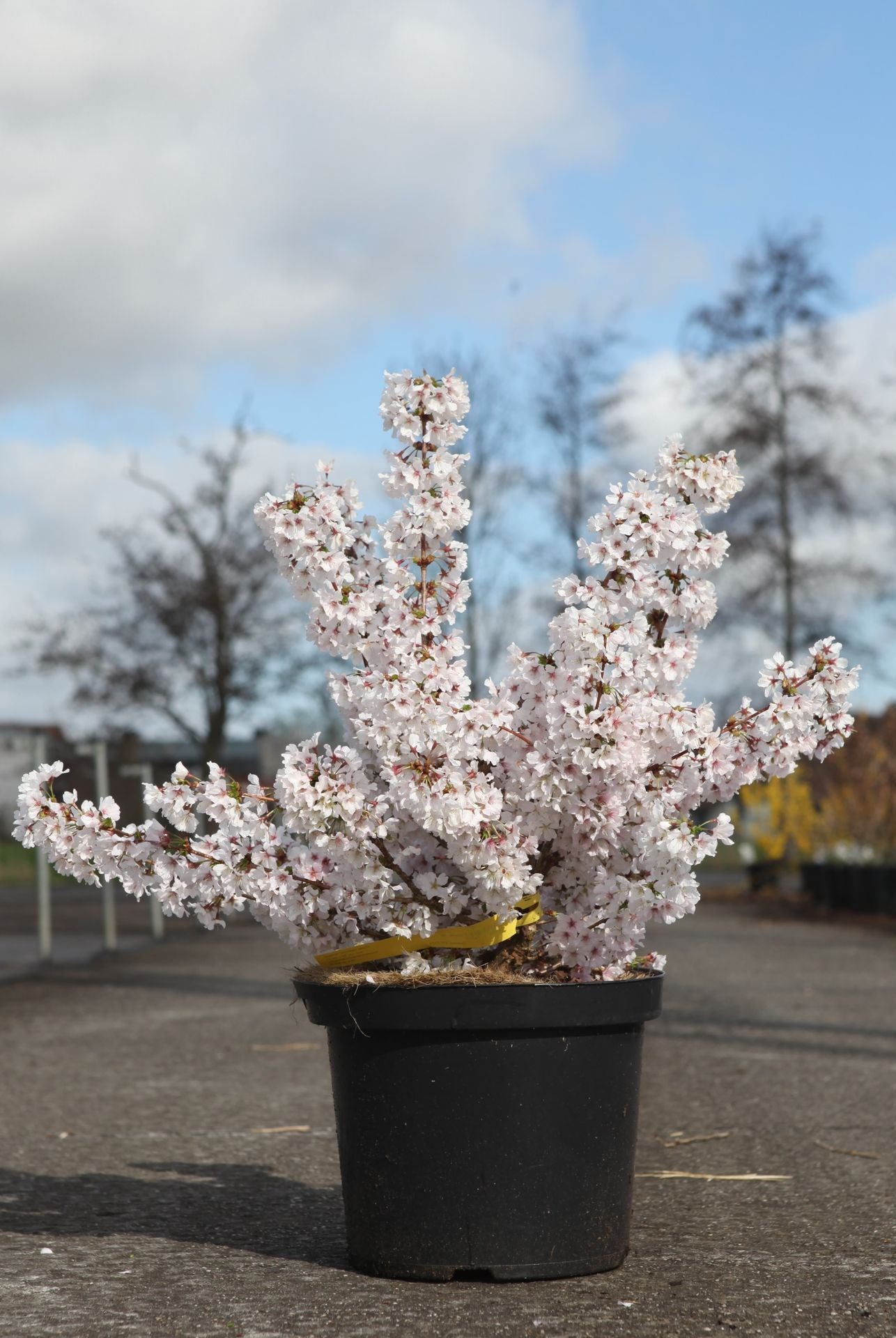 Prunus nipponica 'Brilliant'