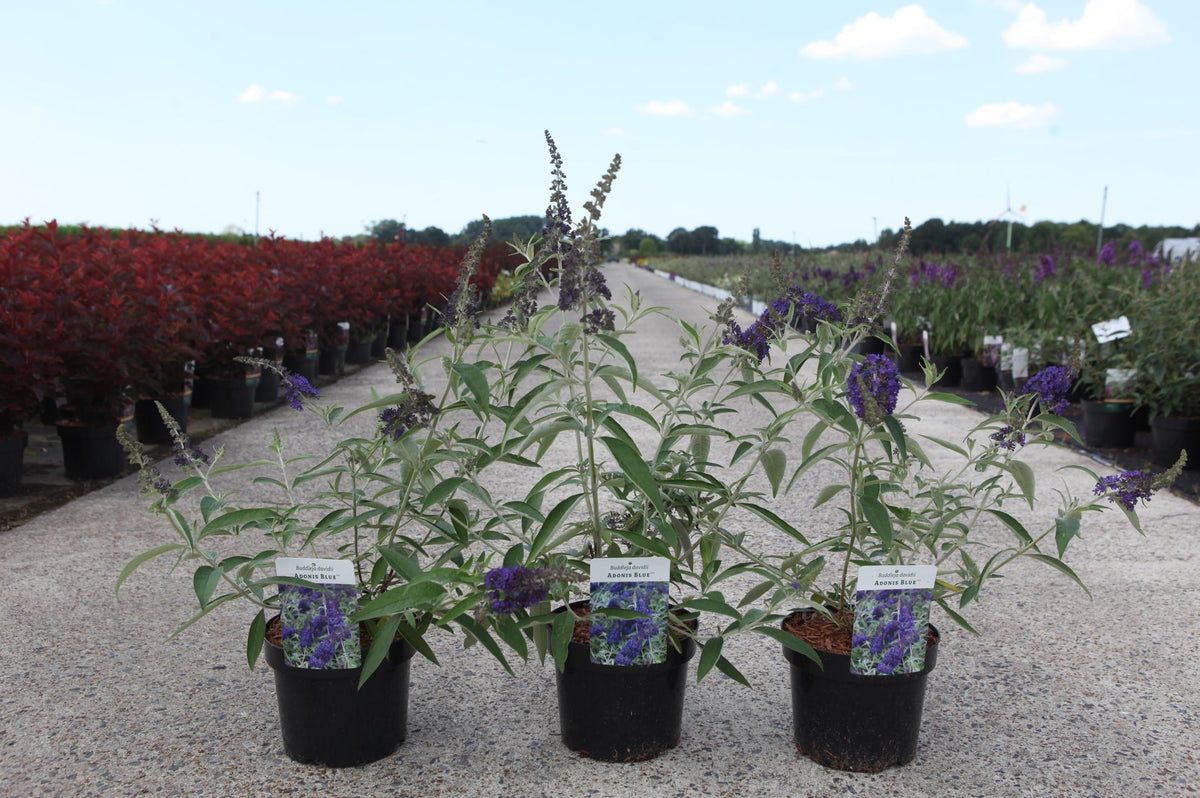 Buddleja davidii ADONIS BLUE (PBR)