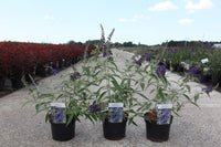 Buddleja davidii ADONIS BLUE (PBR)