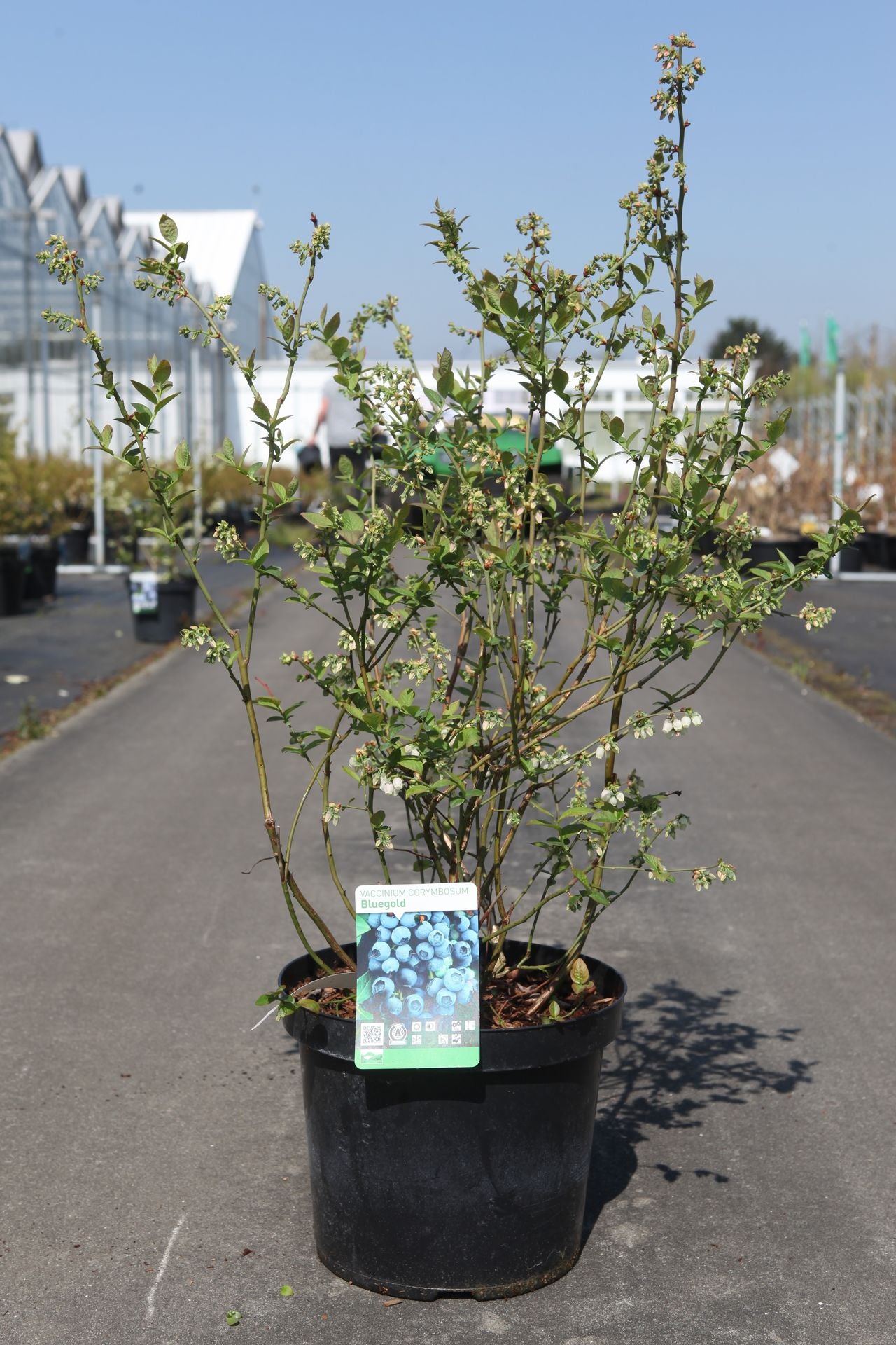 Vaccinium corymbosum 'Bluegold'