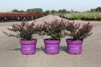 Berberis thunbergii First Editions© 'Cabernet©'