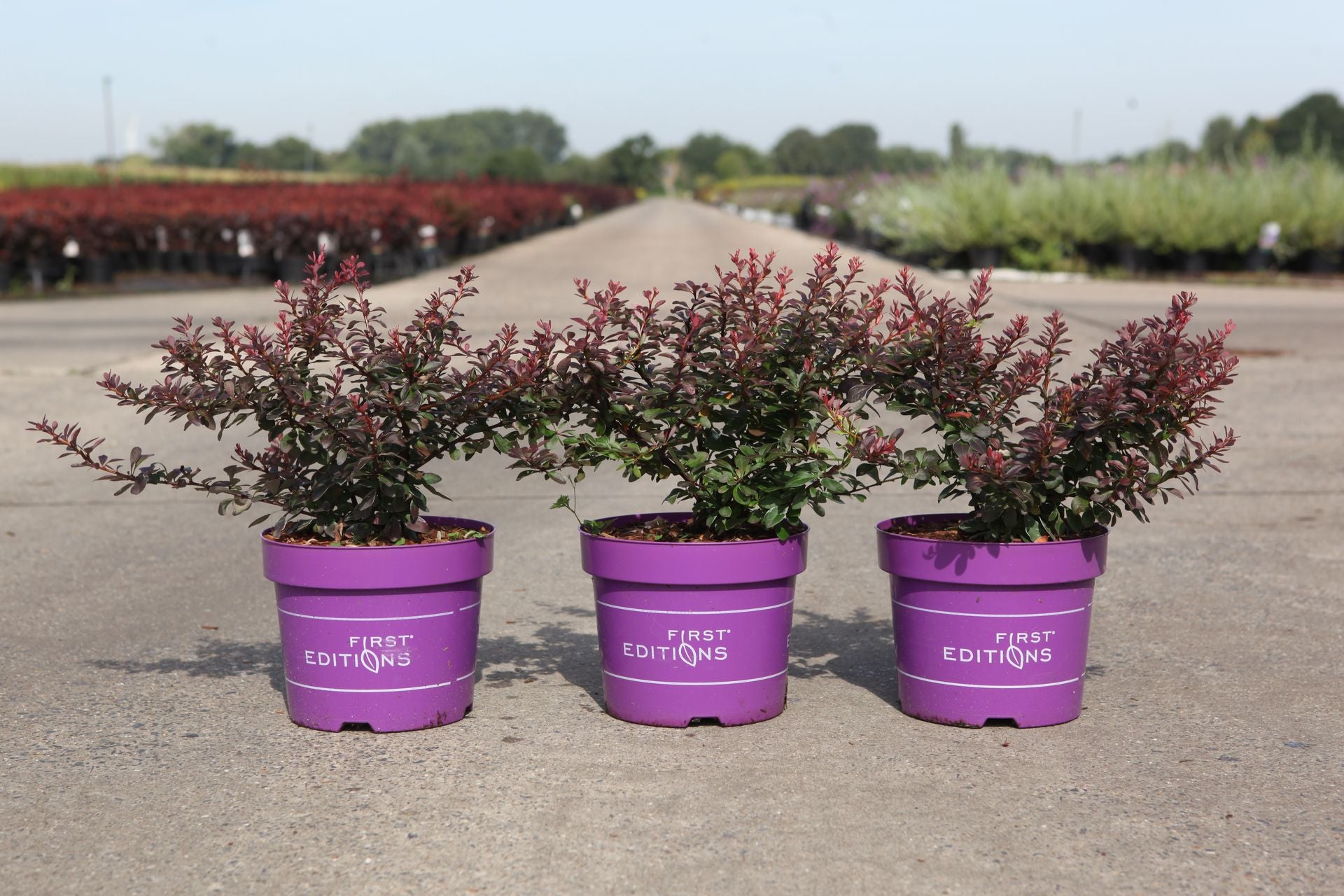 Berberis thunbergii First Editions© 'Cabernet©'