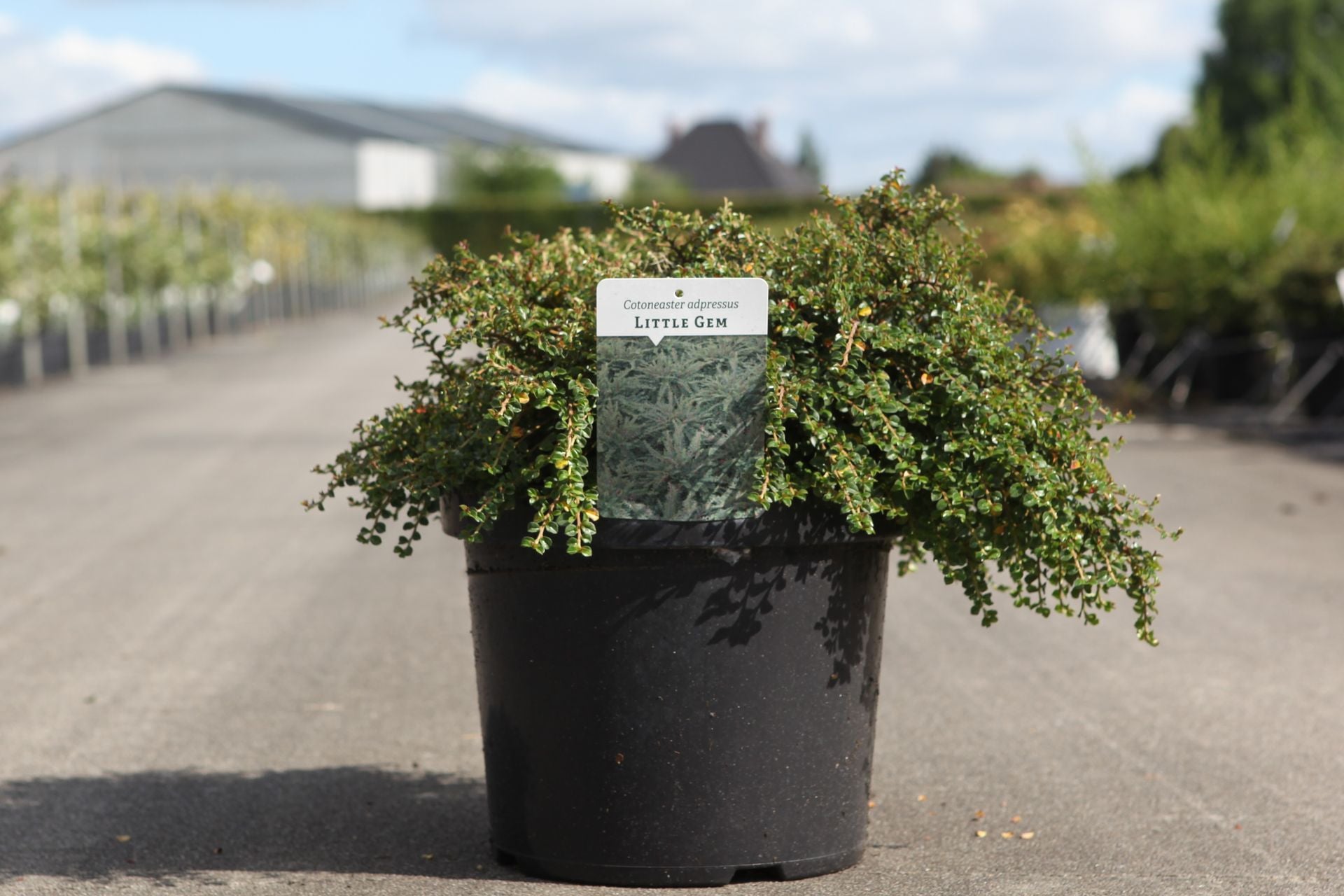 Cotoneaster adpressus 'Little Gem (Tom Thumb)'