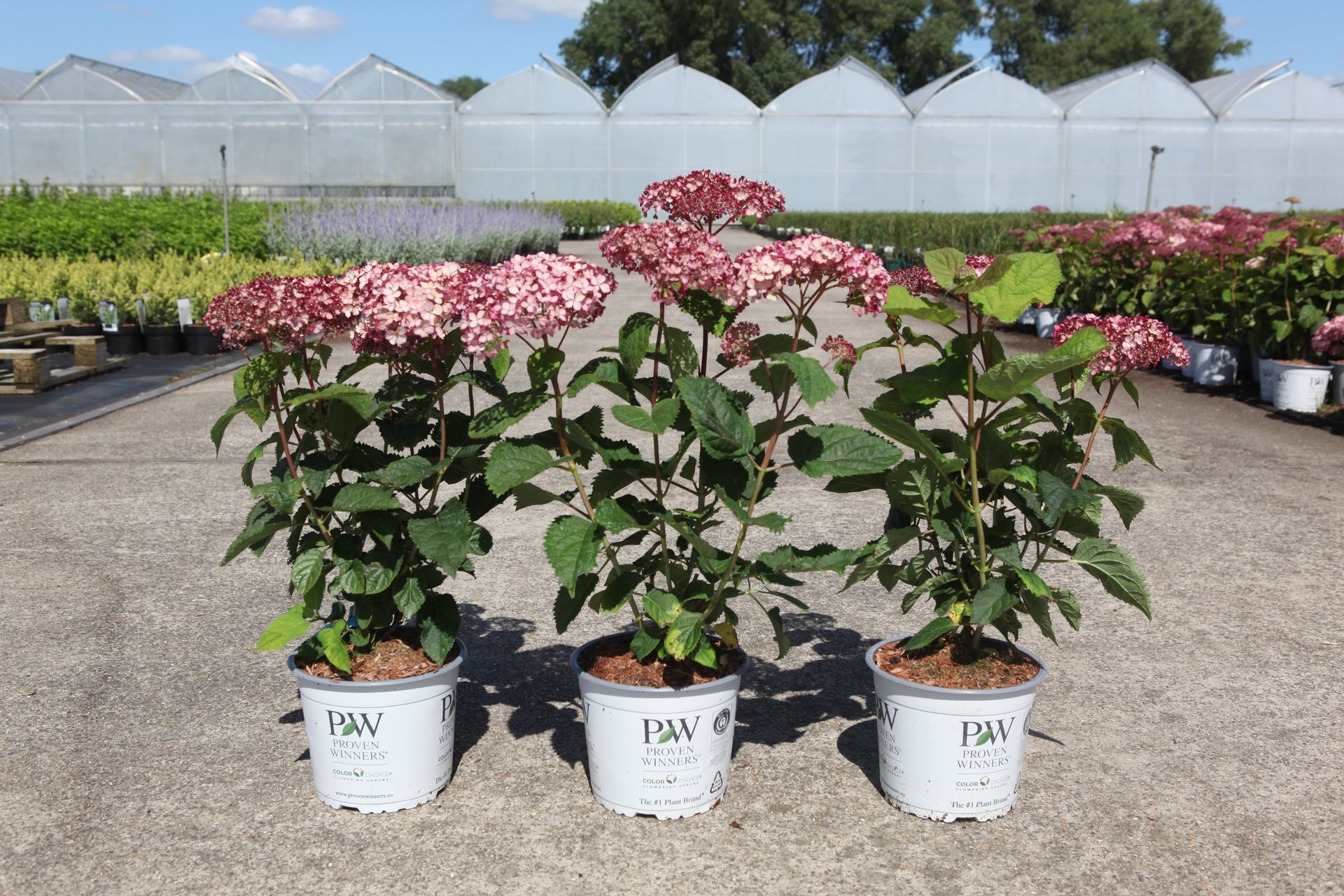 Hydrangea arborescens ‘Sweet Annabelle’ Proven Winners hydrangea with soft pink domed flower heads in pots