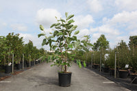 Chimonanthus praecox