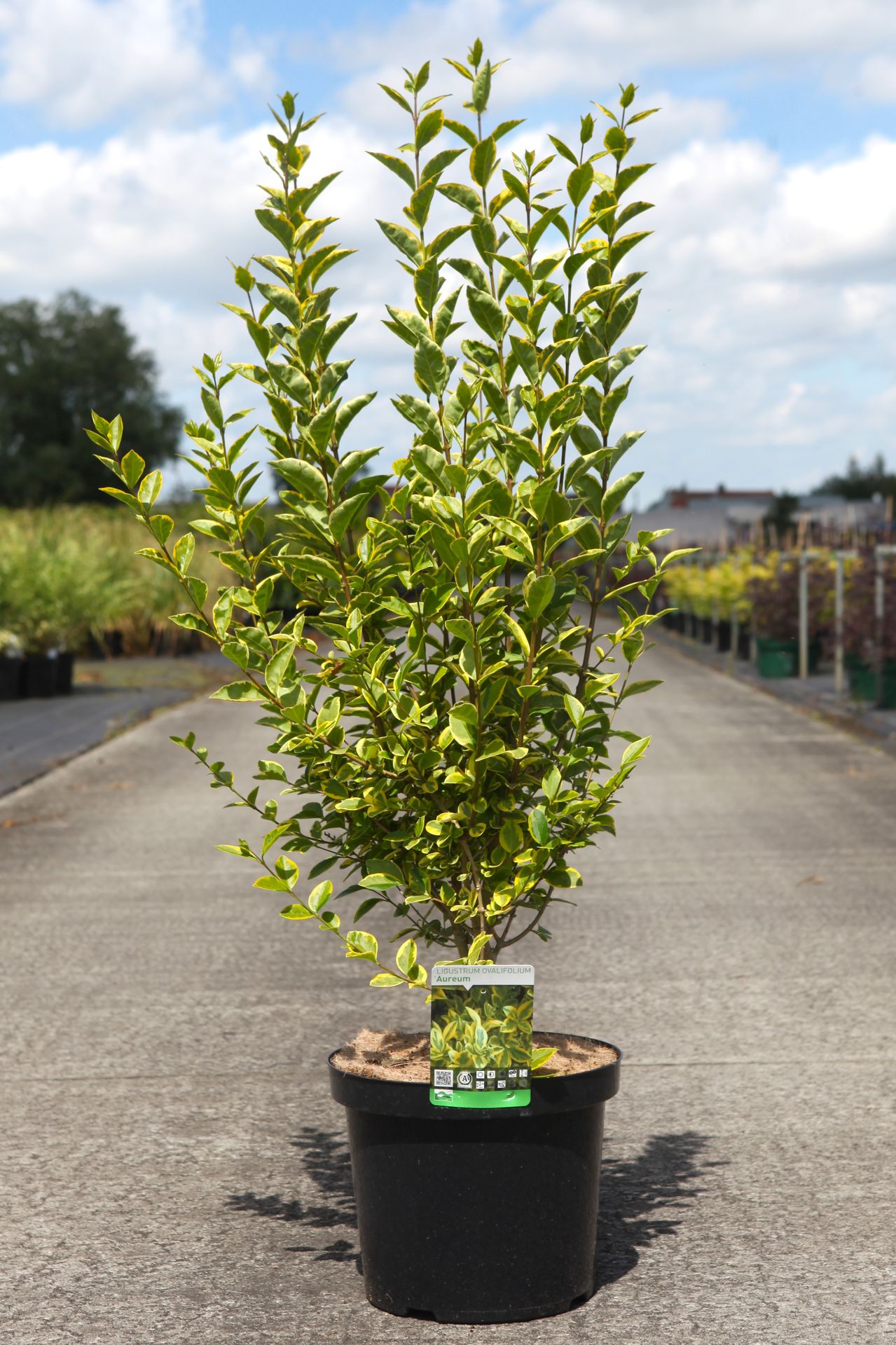 Ligustrum ovalifolium 'Aureum'