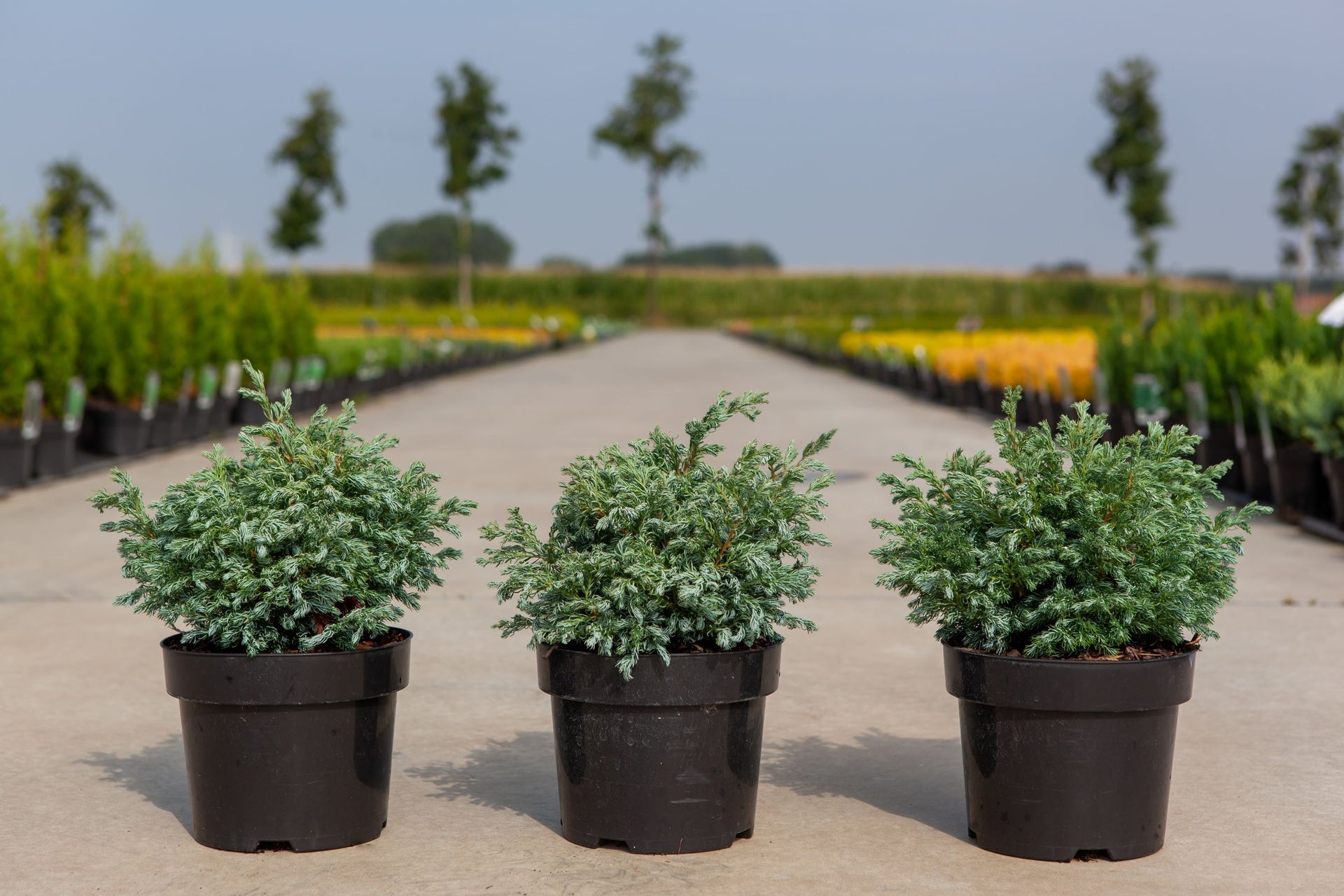 Chamaecyparis pisifera 'Boulevard'