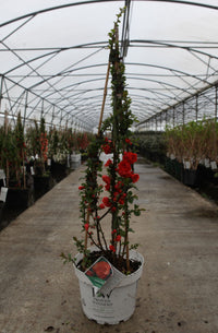 Chaenomeles speciosa Proven Winners© 'Orange Storm' (PBR)