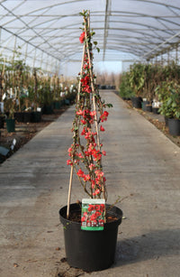 Chaenomeles superba 'Texas Scarlet'
