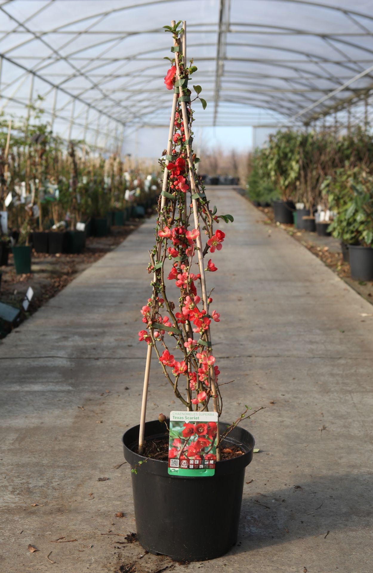 Chaenomeles superba 'Texas Scarlet'