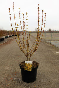 Forsythia 'Goldrausch'