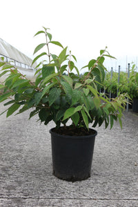 Viburnum plicatum 'Mariesii'
