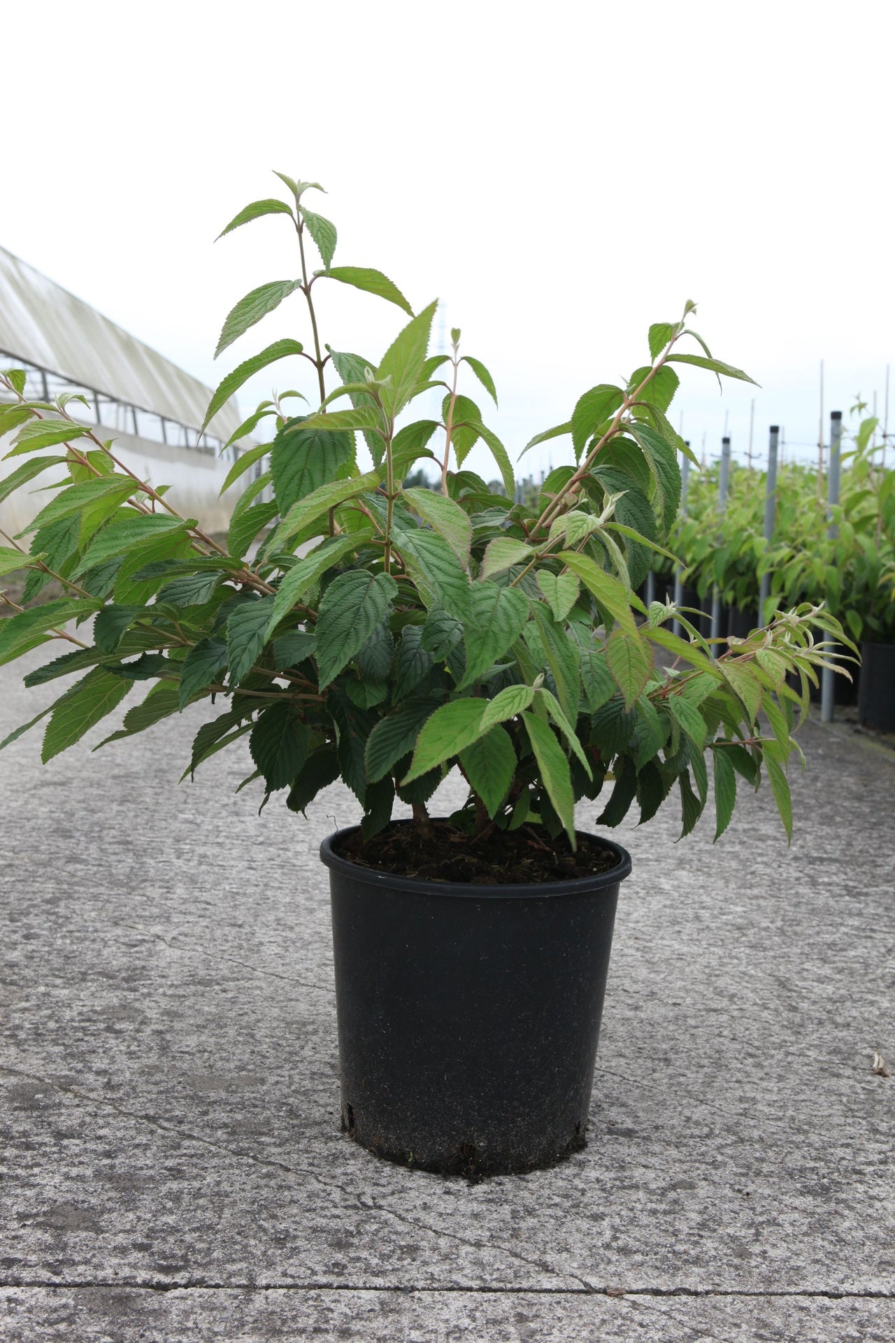 Viburnum plicatum 'Mariesii'