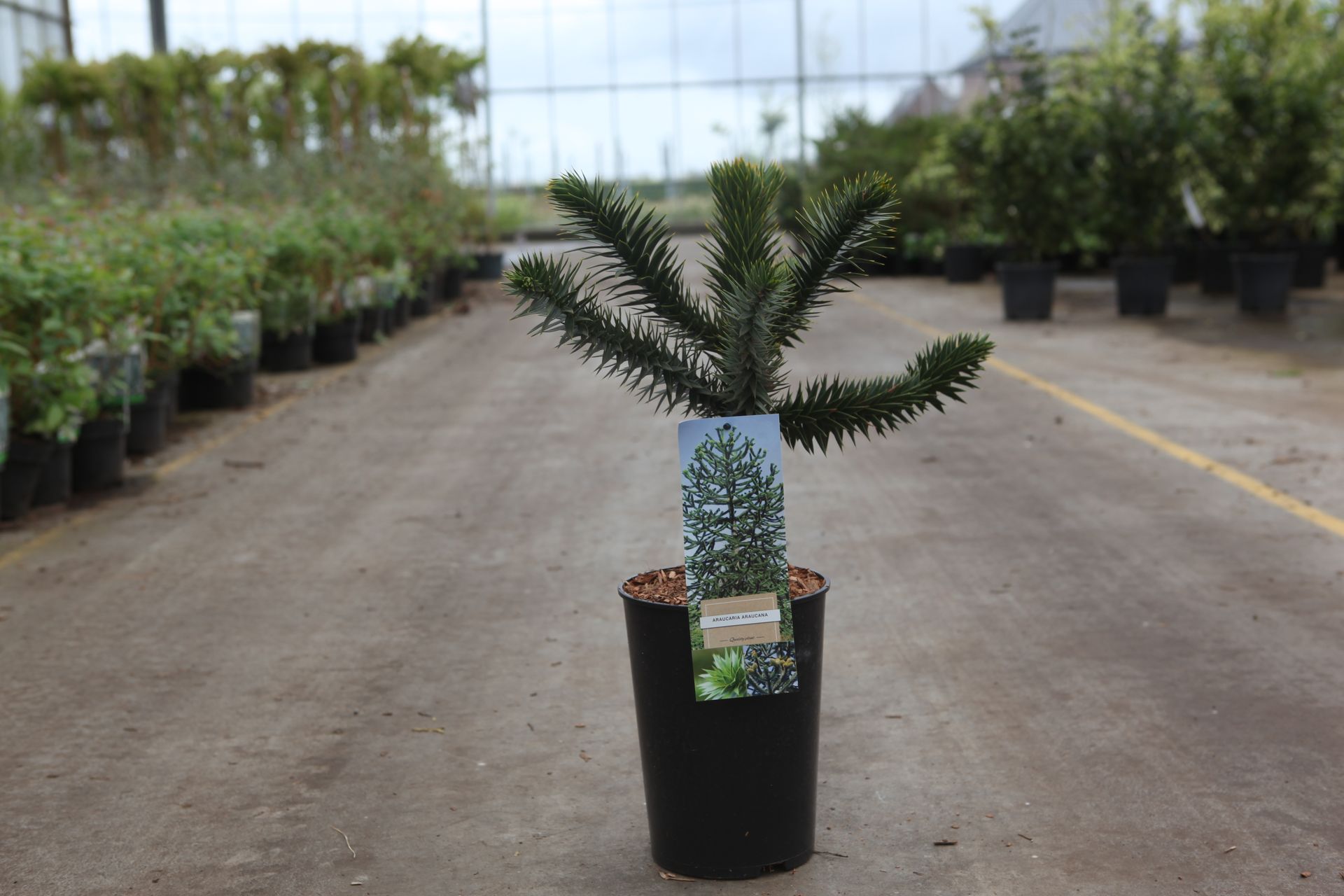 Araucaria araucana