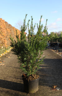 Taxus media 'Groenland'