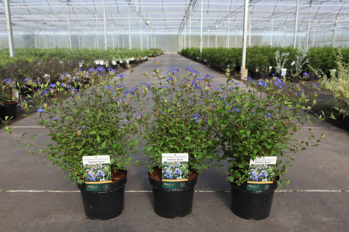 Ceratostigma willmottianum FOREST BLUE (PBR)