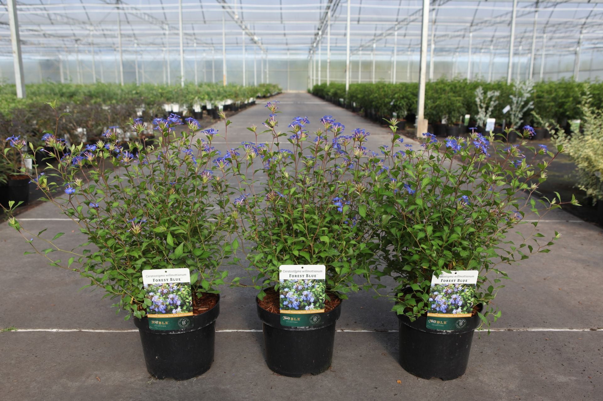 Ceratostigma willmottianum FOREST BLUE (PBR)