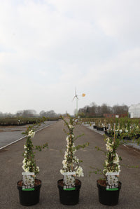Chaenomeles superba 'Jet Trail'
