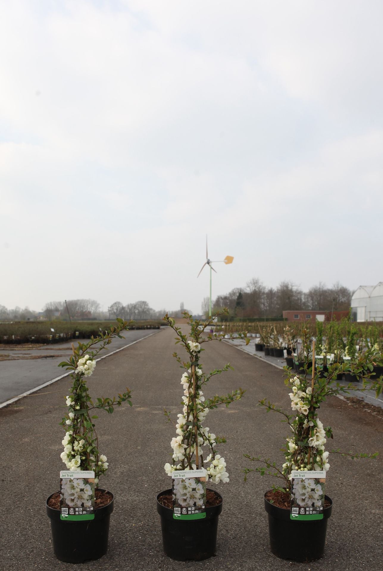 Chaenomeles superba 'Jet Trail'