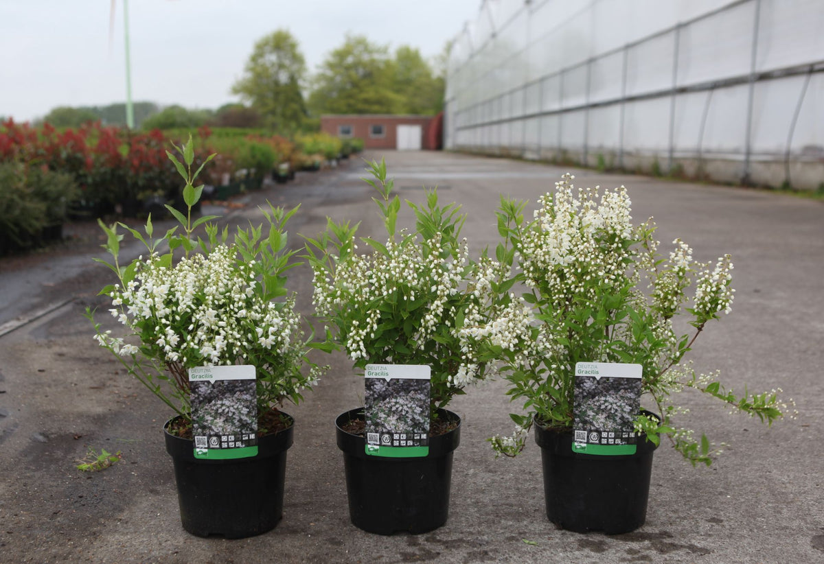 Deutzia gracilis