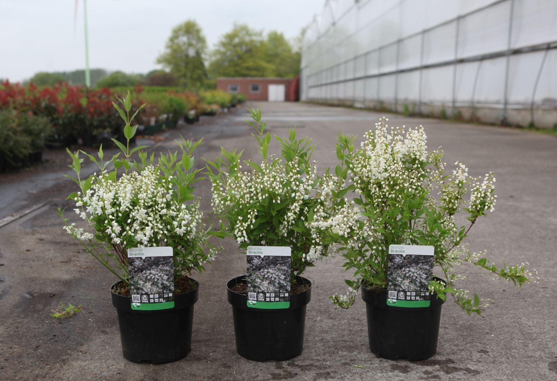 Deutzia gracilis