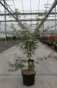 Acer palmatum 'Seiryu'