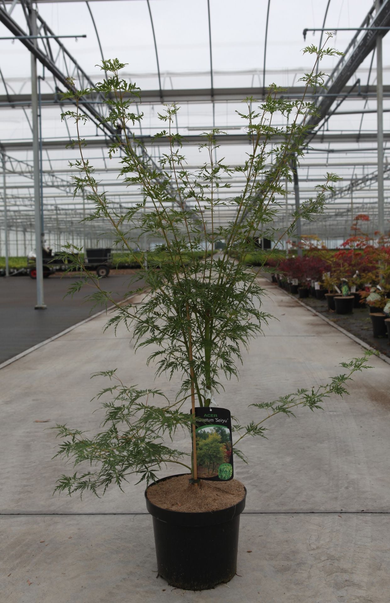 Acer palmatum 'Seiryu'
