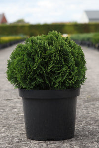 Thuja occidentalis 'Danica'