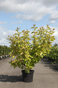 Cornus alba 'Aurea'
