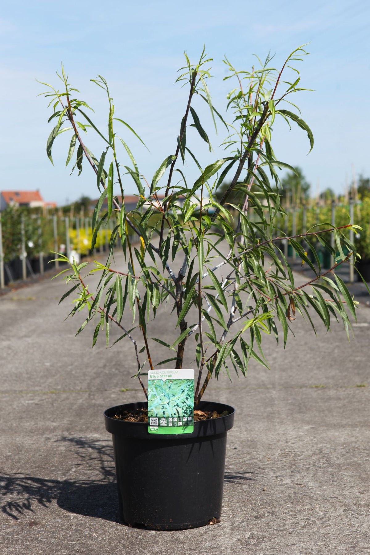 Salix acutifolia 'Blue Streak'