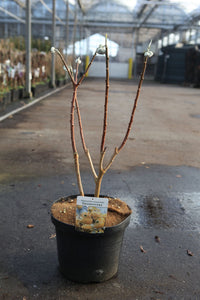 Edgeworthia chrysantha 'Grandiflora'