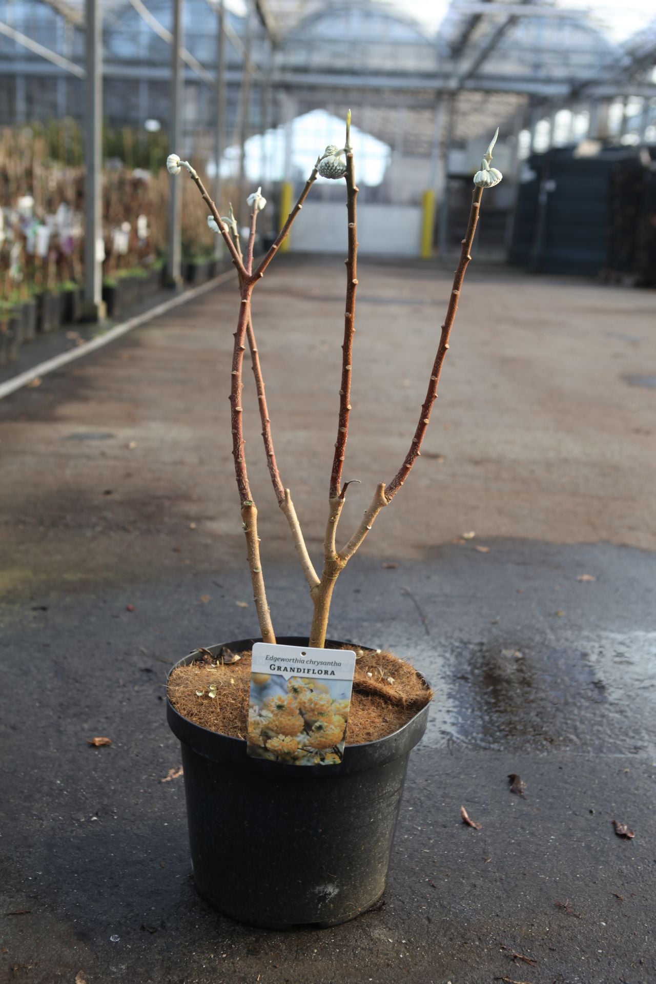Edgeworthia chrysantha 'Grandiflora'