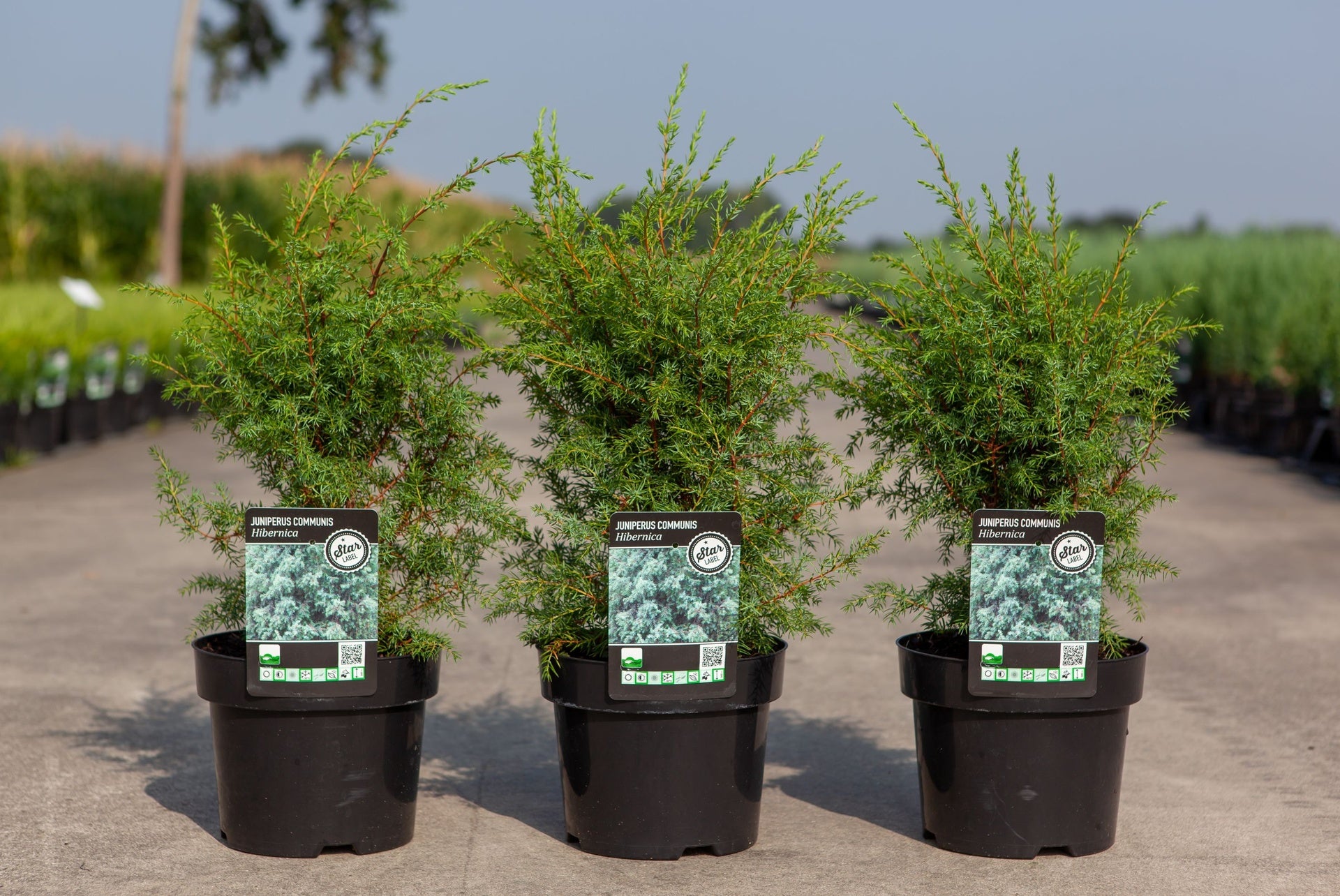 Juniperus communis 'Hibernica'