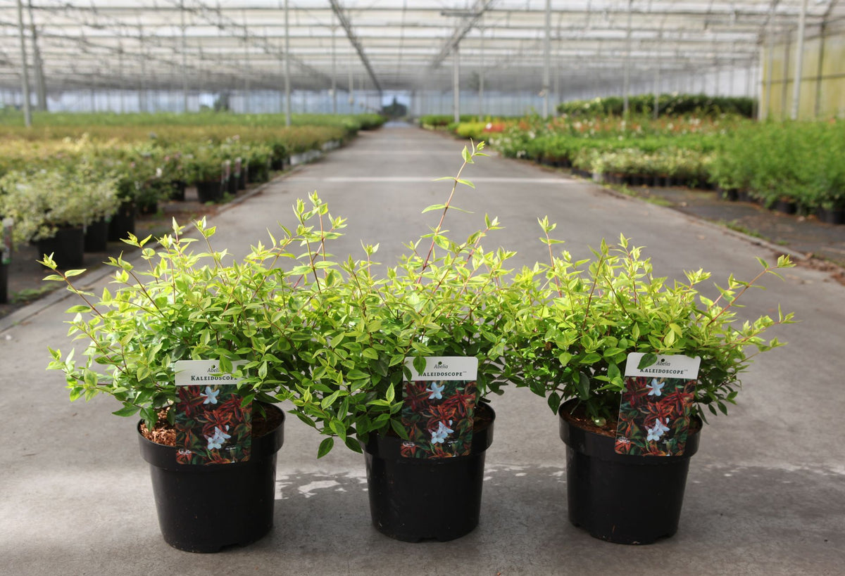 Abelia 'Kaleidoscope' (PBR)