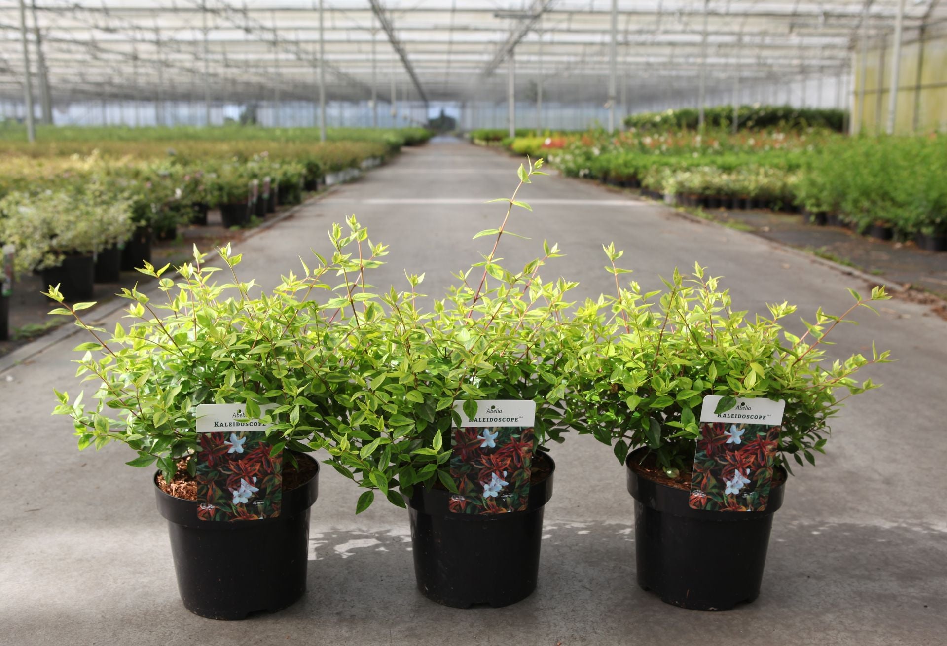 Abelia 'Kaleidoscope' (PBR)