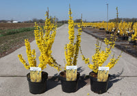 Forsythia intermedia MIKADOR (PBR)