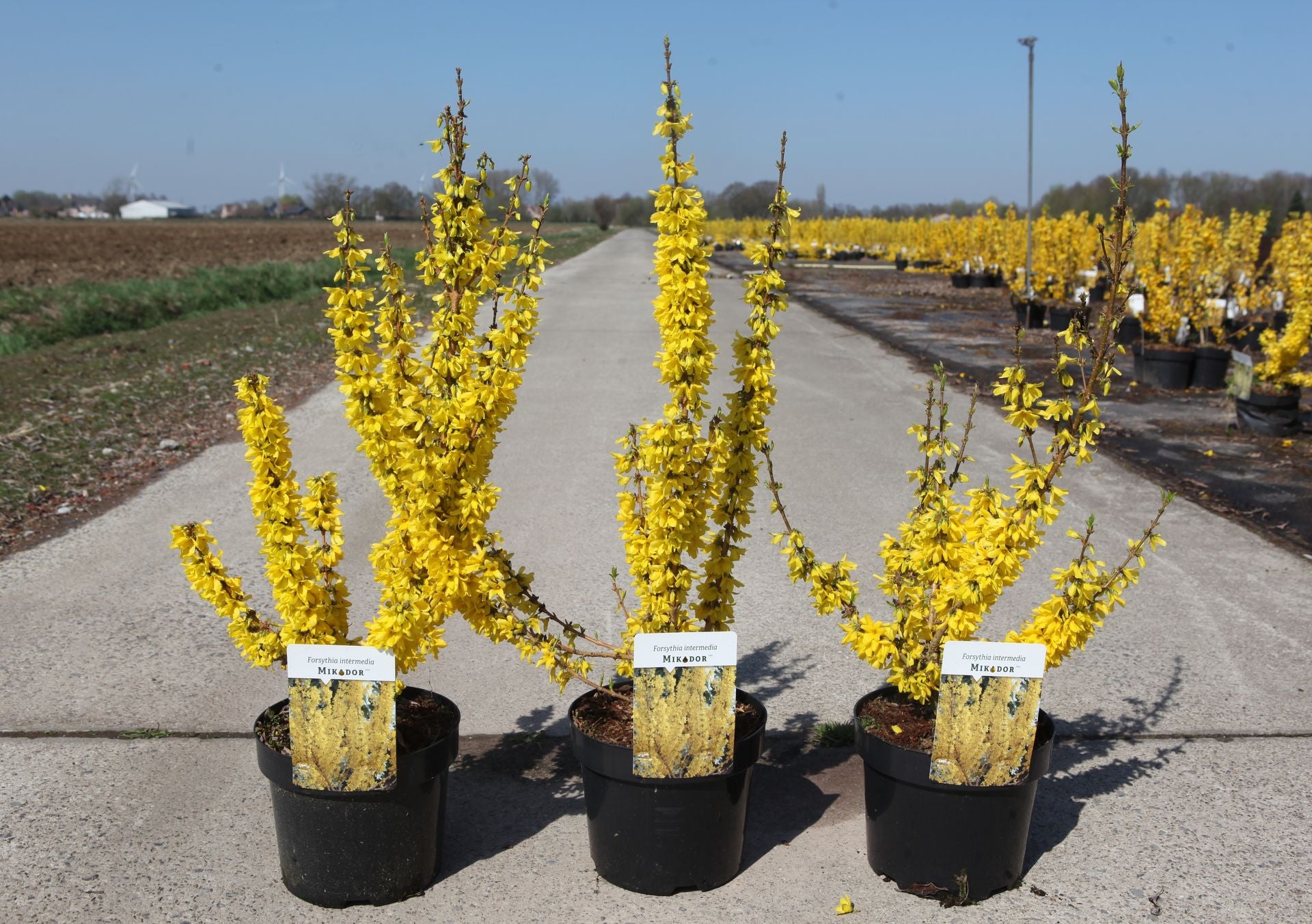 Forsythia intermedia MIKADOR (PBR)